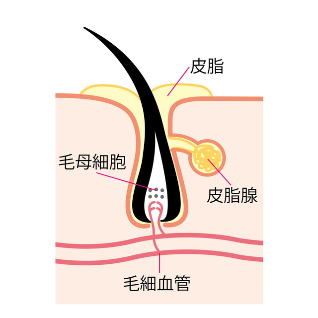 頭皮臭い原因　頭皮の断面図