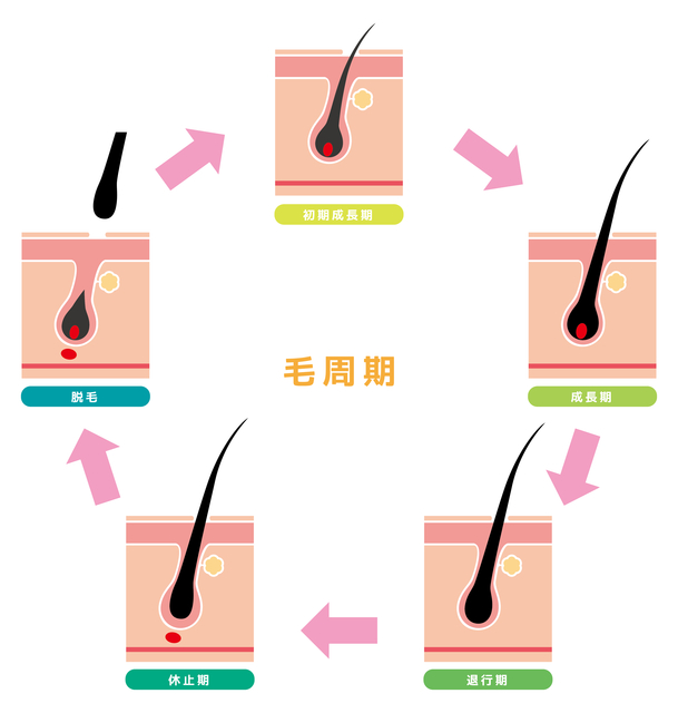 髪の成長サイクル図