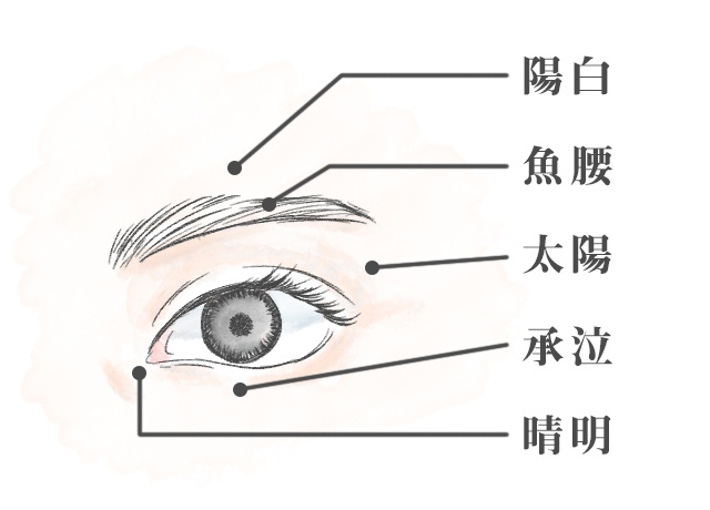 目の構造