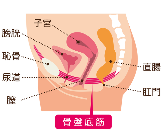 骨盤底筋