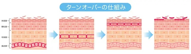 ターンオーバーの仕組み