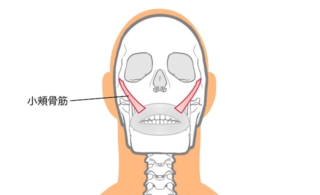 小頬骨筋